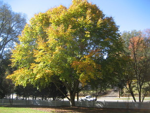Common Trees of South Carolina - Environmental Portfolio
